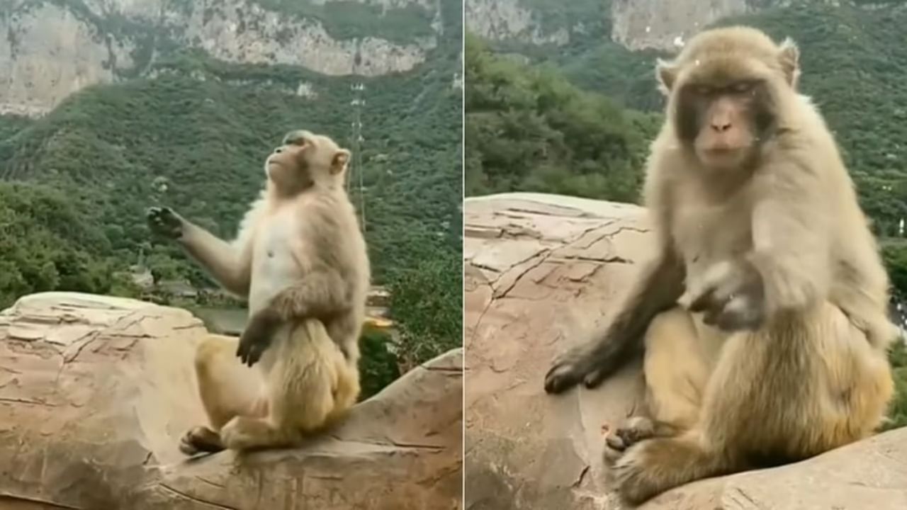 Viral Video : माकडाला पकडायचा होता पाण्याचा बुडबुडा, मग काय झालं? पाहून तुम्हालाही येईल हसू