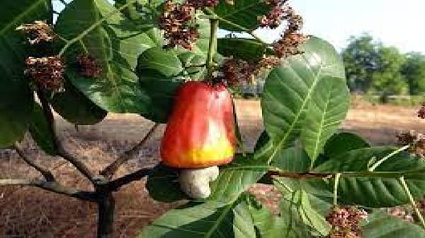 Cashew : काजू बीच्या बाबतीत बाजारपेठेचे सूत्र ही मोडले, उत्पादन अन् दरही घटले, काय आहेत कारणे?