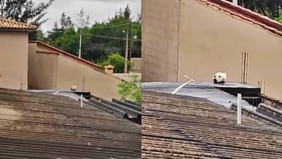 Video : ओह..! सोशल मीडियावर Viral होत असलेला व्हिडिओ पाहिल्यावर तुम्हीही गोंधळून जाल