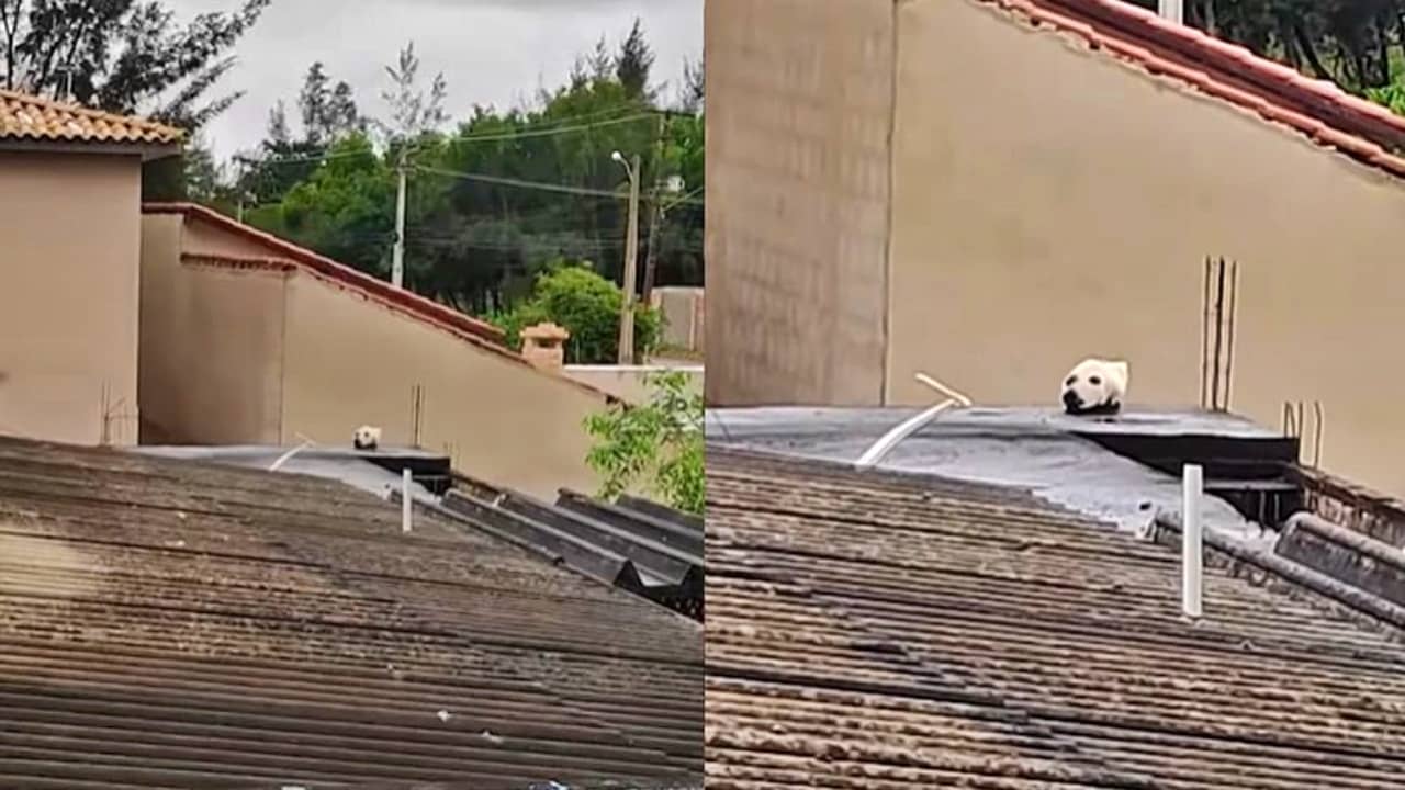 Video : ओह..! सोशल मीडियावर Viral होत असलेला व्हिडिओ पाहिल्यावर तुम्हीही गोंधळून जाल