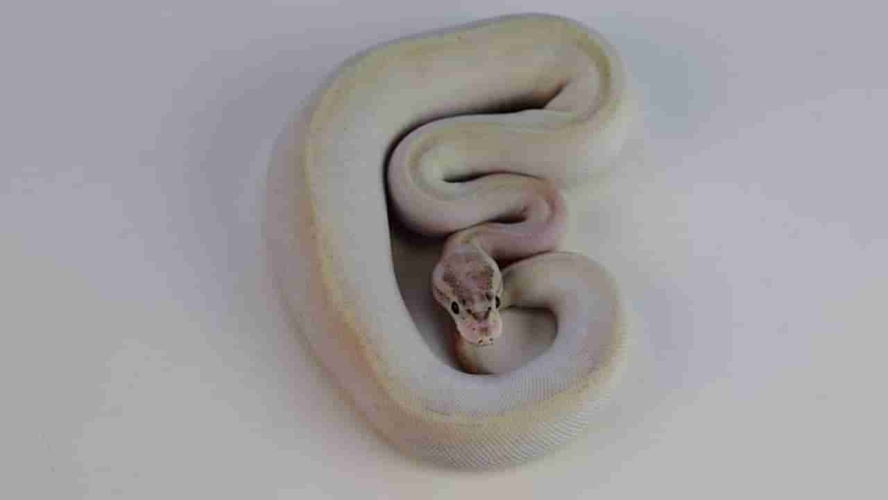 केळ्यासारखा दिसणारा साप, नाव बनाना बॉल पायथन! विषासाठी नाही तर मग कशासाठी ओळखला जातो?