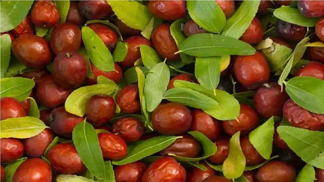 Jujube Fruit | कोरोनामध्ये रोगप्रतिकारशक्ती वाढवायची आहे ? चिंतो नको फक्त बोर खा !