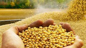 Soybean Rate : दोन महिन्यांपासून सोयाबीनचे दर स्थिरावलेलेच, आता शेतकऱ्यांकडे एकच पर्याय..!