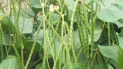 Summer Season: उन्हाळी हंगामाचे बदलते चित्र हे आहे मुग लागवडीचे योग्य तंत्र