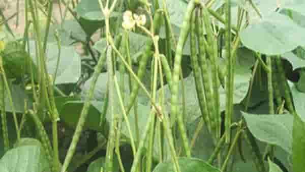 Summer Season: उन्हाळी हंगामाचे बदलते चित्र हे आहे मुग लागवडीचे योग्य तंत्र