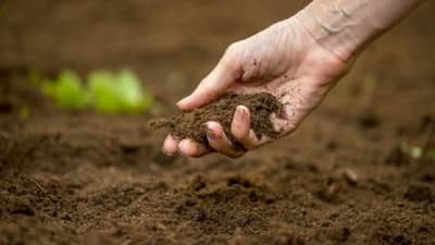 अन्नद्रव्य व्यवस्थापनासाठी जमिनीची सुपिकता आहे महत्वाची, अशी घ्या शेतजमिनीचे काळजी