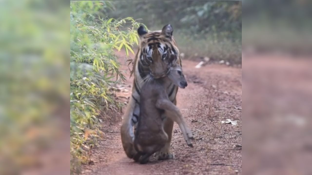 Video : वाघिणीनं केलेली शिकार कॅमेऱ्यात कैद, पाहा ताडोबा-अंधारीतलं वाघिणीचं अनोखं दर्शन!