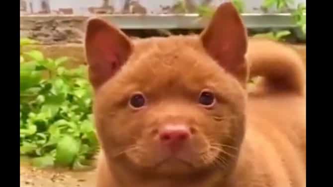 मांजर आहे की कुत्रा? गोंधळलात ना? हा Viral Video पाहा आणि ओळखून दाखवा!