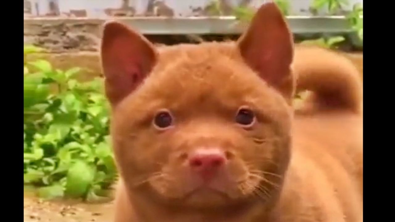 मांजर आहे की कुत्रा? गोंधळलात ना? 'हा' Viral Video पाहा आणि ओळखून दाखवा!