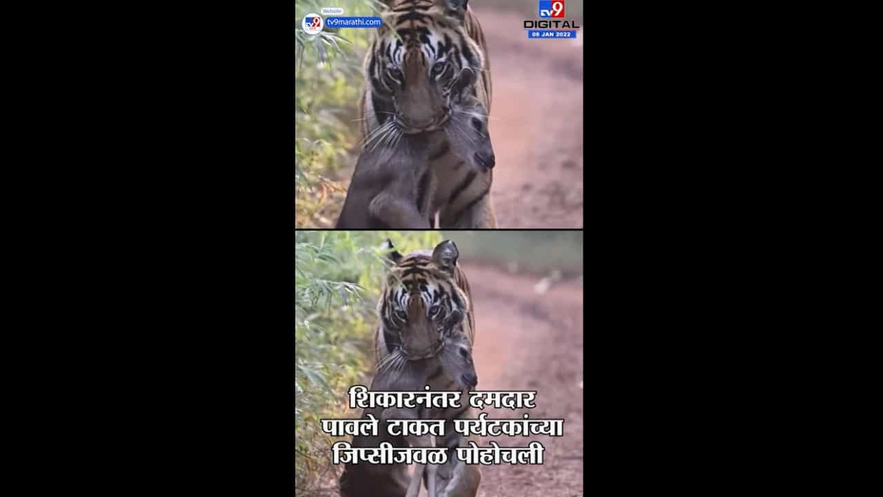 Chandrapur | ताडोबा-अंधारीत वाघिणीनं केलेली शिकार कॅमेऱ्यात कैद
