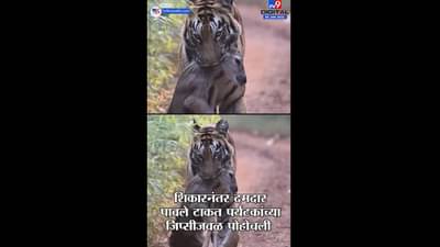 Chandrapur | ताडोबा-अंधारीत वाघिणीनं केलेली शिकार कॅमेऱ्यात कैद