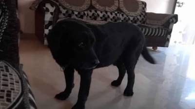 नागपुरातील सूर्याचा अस्त; आता बॉम्ब शोधणार कोण? पोलीस दलाला चिंता