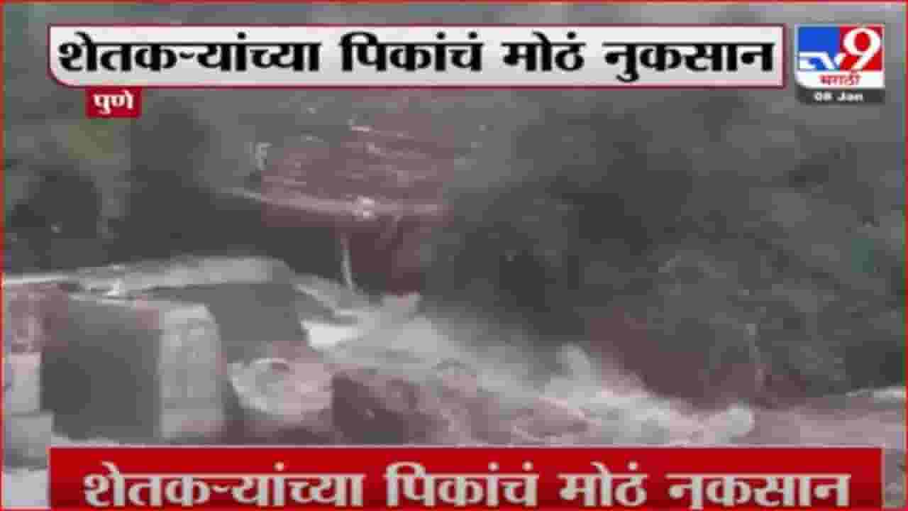 मांडवी नदीवरील बंधाऱ्यांचा भराव गेला वाहून, पिकांचे नुकसान