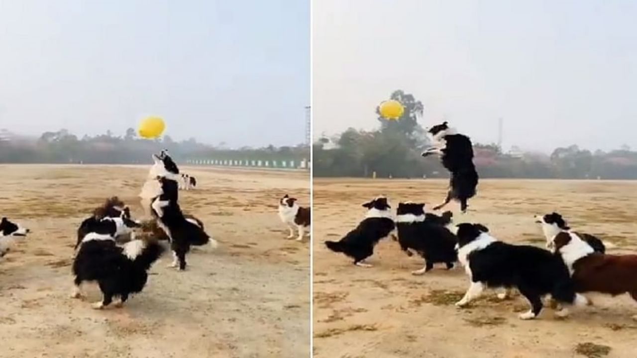 VIDEO : कुत्र्यांचा असा मजेशीर व्हिडिओ तुम्ही पाहिला नसेल, सोशल मीडियावर होतोय Viral