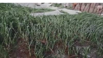 Untimely Rain : अतिवृष्टीने खरिपाचे तर आता अवकाळीने रब्बी पिकांचे नुकसान, अणखीन दोन दिवस धोक्याचेच