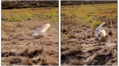 सिंहाप्रमाणे पक्षाने केली सशाची शिकार, कसा मारला फटका? पाहा हा Viral Video