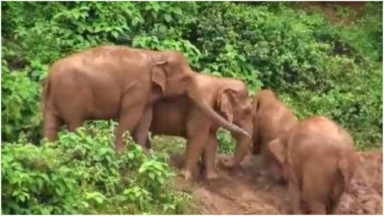 Viral Video : छोटा गजराज घसरला मग सर्व कुटुंब आलं धावून... पाहा, कशी केली मदत