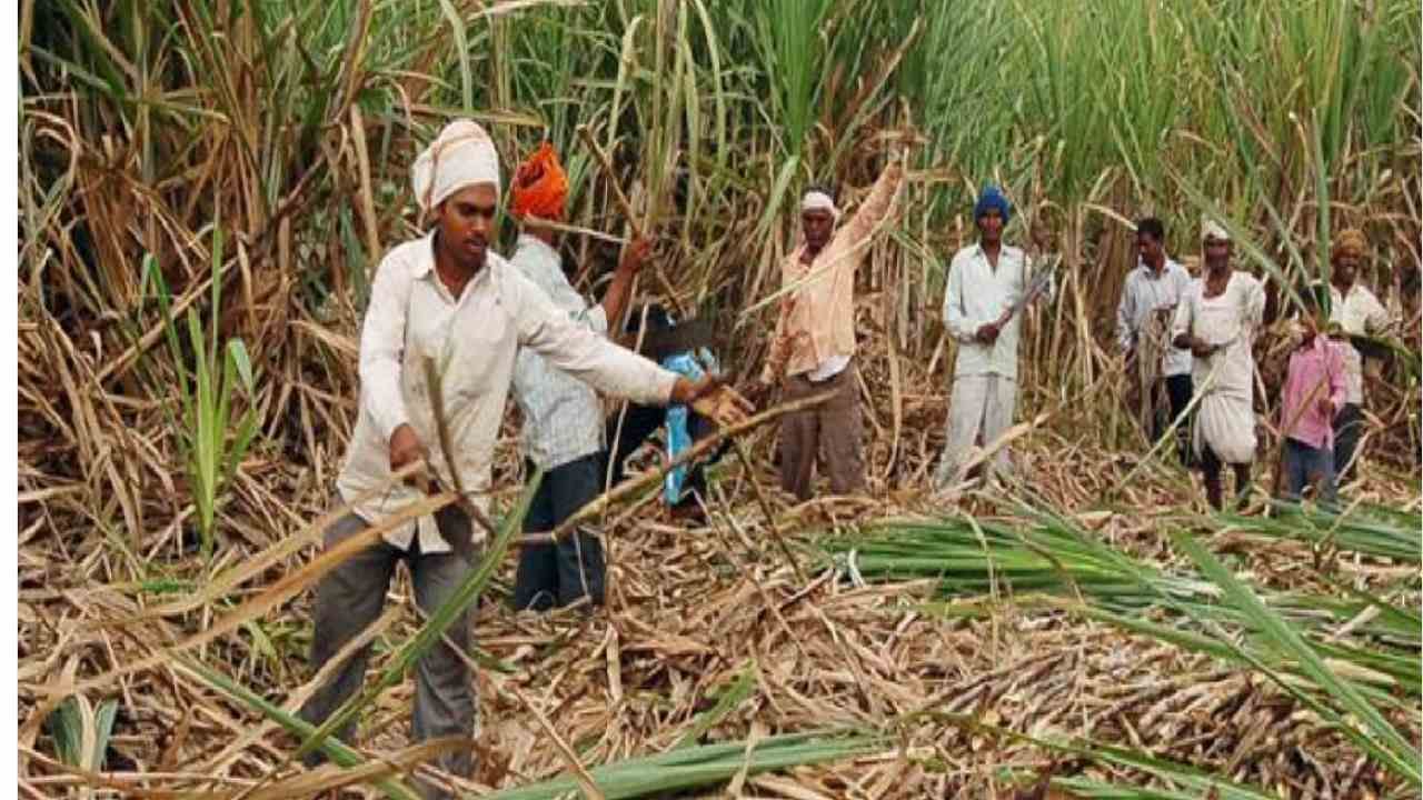 Sugarcane Labour