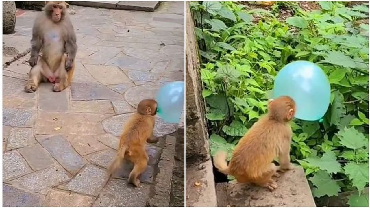 Viral : माकडाची फुग्यांसोबत मस्ती, Video पाहून अनेकांना आठवलं त्यांचं बालपण