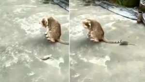 उंदराला पकडणं मांजरीला होत नाही शक्य, काय घडतं शेवटी? पूर्ण पाहा हा Viral Video