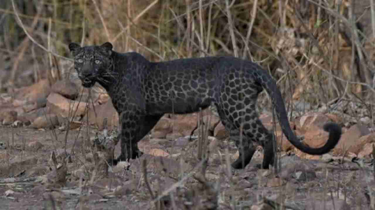Nagpur leopards | बिबट्या आला रे..! सहा जनावरे केली फस्त; कन्हान शेतशिवारात दहशत