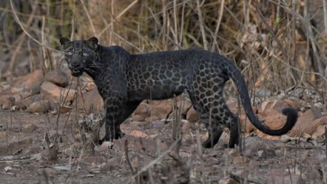 Nagpur leopards | बिबट्या आला रे..! सहा जनावरे केली फस्त; कन्हान शेतशिवारात दहशत