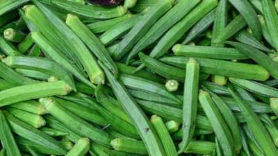 शिंदखेडची भेंडी भाव खातेय लंडनच्या बाजारपेठेत, शेतकऱ्यांच्या एकजूटीचा निर्णय अन् फळही