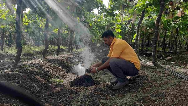 Grape : द्राक्ष बागांमध्येच कशामुळे पेटत आहेत शेकोट्या ? लागवडीपासून तोडणीपर्यंत जीवघेणी कसरत