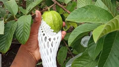 Success Story : 10 एकरातील पिंक पेरुच्या लागवडीने उजाडली 25 लाखाच्या उत्पन्नाची गुलाबी पहाट ; लॉकडाऊनचा असा हा सदउपयोग