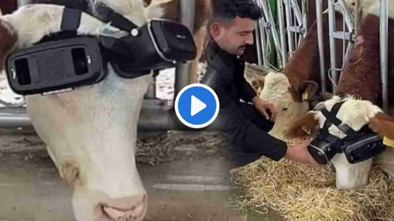 Video | गायीकडून दूध जास्त मिळावं म्हणून या शेतकऱ्यांनं केलेला जुगाड सुपर से भी ऊपर आहे!