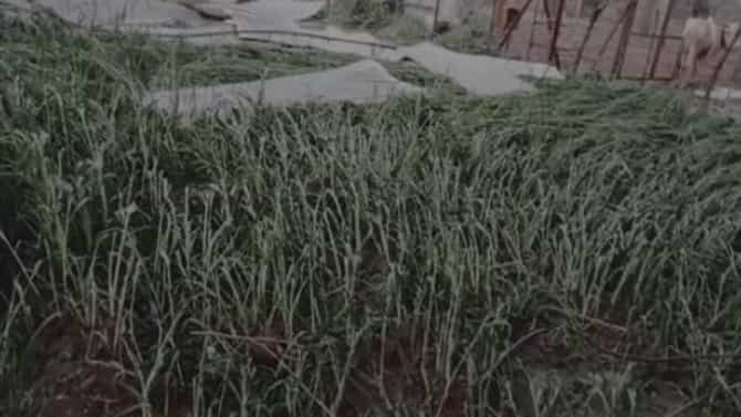 Cold | विदर्भ गारठले : थंडी, पावसाचा विचित्र संगम; पिकांवर काय होणार परिणाम?