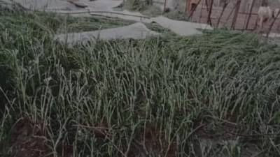 Cold | विदर्भ गारठले : थंडी, पावसाचा विचित्र संगम; पिकांवर काय होणार परिणाम?