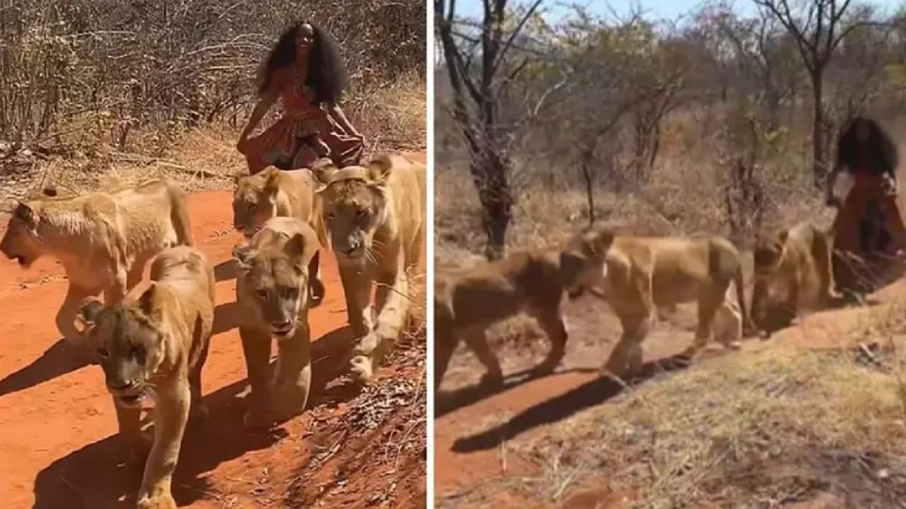 VIDEO : खतरनाक व्हिडीओ! 6 सिंहांसह महिलेची जंगलात सवारी, व्हिडीओ व्हायरल, लोक म्हणाले हा निव्वळ वेडेपणा...