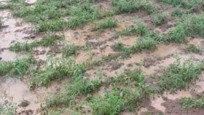 अवकाळीची अवकृपा : पीक नुकसानीचा अहवाल शासनाकडे, शेतकऱ्यांना आता मदतीची प्रतिक्षा