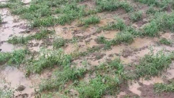 Untimely Rain: अवकाळी, गारपिटीचा सर्वाधिक फटका विदर्भाला, काय सांगतो कृषी विभागाचा अहवाल?