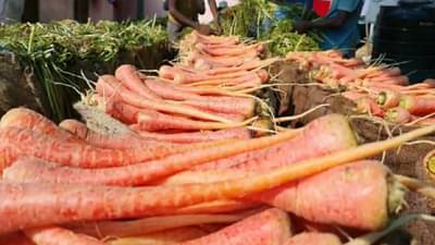 Carrot : कवलापूरच्या गाजराची चवच न्यारी, काय आहे गावच्या पाण्याचा गुणधर्म, वाचा सविस्तर