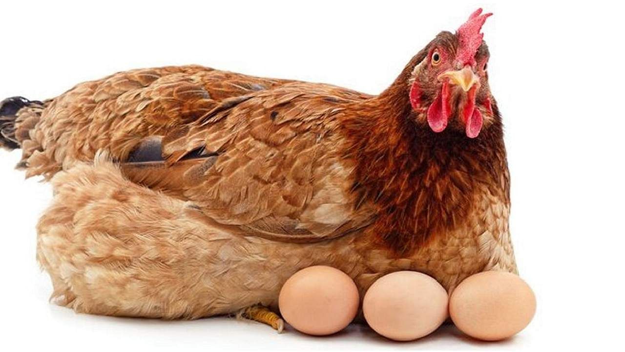Nashik : उन्हाळ्याची चाहूल लागताच चिकन-अंड्याचे दर वधारले, नेमके कारण काय?