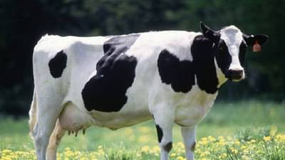 Animal Bloating : कशामुळे फुगते जनावरांचे पोट? काय आहे उपाययोजना, वाचा सविस्तर