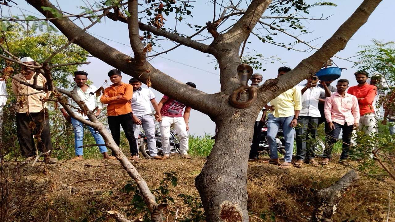 मंदिरासमोरील झाडावर नागाने ठोकला तीन दिवस मुक्काम, तर्क-वितर्कांना उधाण; तुगाव हालसीमधील घटना