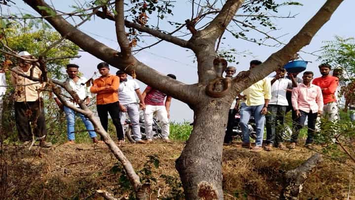मंदिरासमोरील झाडावर नागाने ठोकला तीन दिवस मुक्काम, तर्क-वितर्कांना उधाण; तुगाव हालसीमधील घटना मंदिरासमोरील झाडावर नागाने ठोकला तीन दिवस मुक्काम, तर्क-वितर्कांना उधाण; तुगाव हालसीमधील घटना
