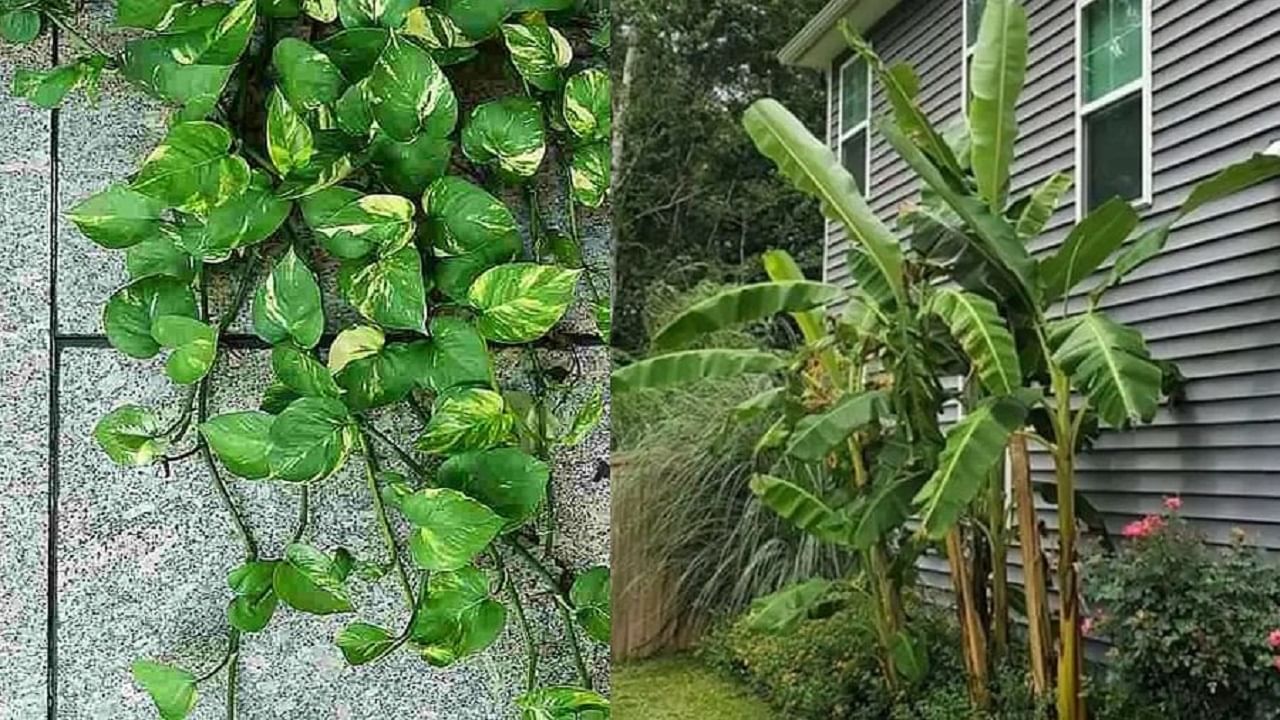Vastu Tips for Plants | घरात ही चमत्कारी झाडे लावा, देवी लक्ष्मी कायम प्रसन्न राहील