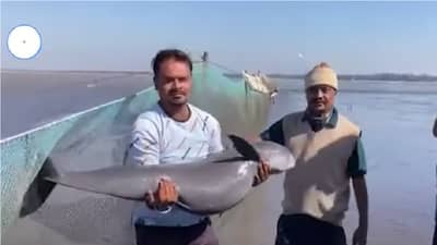 Palghar | पालघरमध्ये जाळ्यात अडकले दुर्मिळ मासे, मच्छीमारांनी केली सुटका