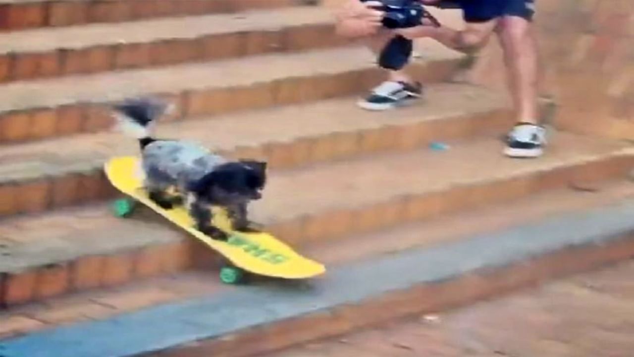 कुत्र्याला स्केटिंग करताना पाहिलंय का? हा मजेदार Video सोशल मीडियावर होतोय Viral
