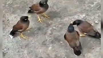 Viral Video : पक्ष्यांची आपत्कालीन बैठक पाहिलीय का? यूझर्स म्हणतायत, बहुतेक कोविडच्या तिसऱ्या लाटेवर चर्चा सुरू असावी...