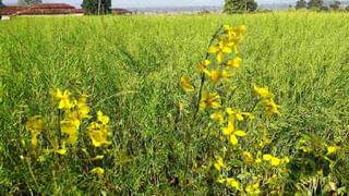 Crop Insurance : वातावरणातील बदलाचा परिणाम थेट रब्बी पीकविमा योजनेवर, गतवर्षीच्या तुलनेत काय झाले बदल? वाचा सविस्तर