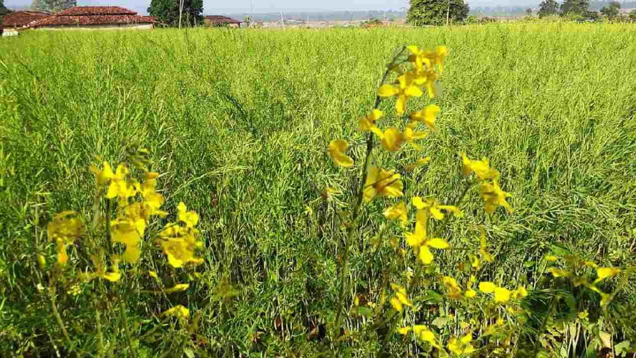 Rabbi Season : रब्बी हंगामातही तेलबियांचे क्षेत्र वाढले, मुख्य पिकांना शेतकऱ्यांनी डावलले