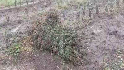 Untimely Rain : नुकसानीचा अहवाल अन् मदतीसाठी ठरावही, वर्धा पाठोपाठ या जिल्ह्याची तत्परता