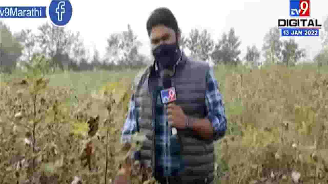 Nagpur | 50 वर्षात कापसाला उच्चांकी दर, शेतकऱ्यांमध्ये समाधान