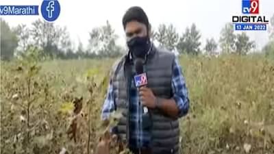 Nagpur | 50 वर्षात कापसाला उच्चांकी दर, शेतकऱ्यांमध्ये समाधान