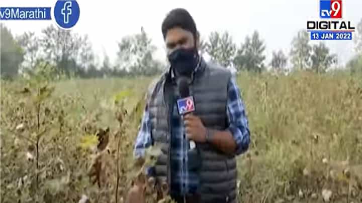 Nagpur | 50 वर्षात कापसाला उच्चांकी दर, शेतकऱ्यांमध्ये समाधान Nagpur | 50 वर्षात कापसाला उच्चांकी दर, शेतकऱ्यांमध्ये समाधान